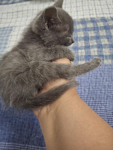 Отдам даром кошку: 2 месяца, Девочка — 9