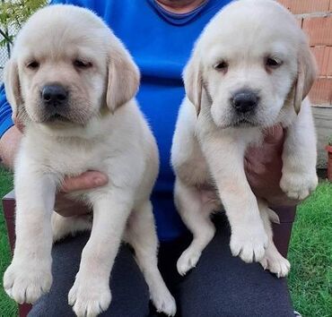 Psi: Labrador štenci na prodaju u žutoj i crnoj boji, oba pola u ponudi — 4
