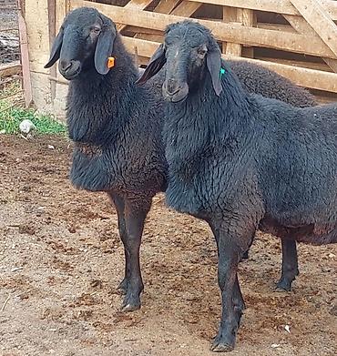 Баран, овца: Продаю | Ягненок, Баран (самец) | Для разведения | Племенные, Осеменитель — 2