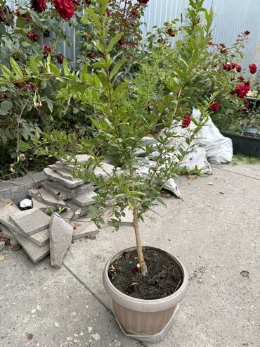 продам шиповник: Гранат (Punica granatum) в горшке - Куст/деревце в декоративном