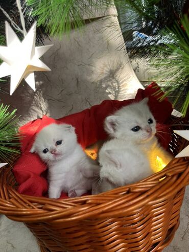 Pişiklər: Britan, Erkək, Dişi — 2