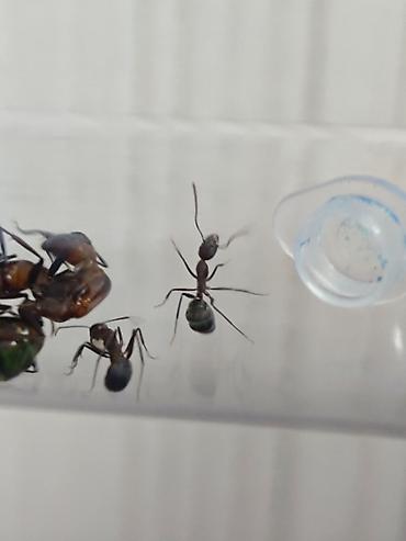 Муравьи Camponotus nicobarensis 1 матка 3 рабочих - 500 2 матки 5-6 lalafo.kg да — 4 Муравьи Camponotus nicobarensis 1 матка 3 рабочих - 500 2 матки 5-6 — 4