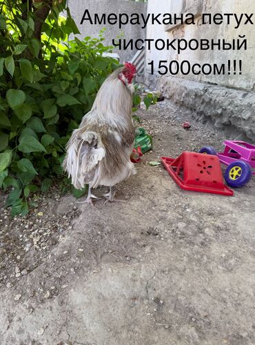 уй са: Амераукана чистокровный петух за 1500сом! Карлики пара за 1000сом!