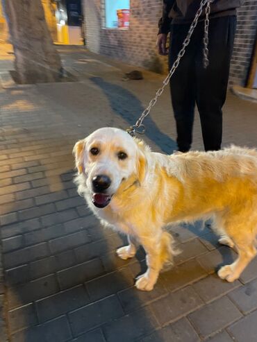 albay itleri: Retriever, 3 il, Dişi, Peyvəndli, Pulsuz çatdırılma