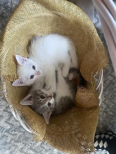 шарпей девочка: Котята домашние, ласковые и игривые. На фото — двое: - Белый котёнок — 1