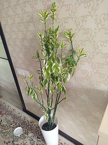 фикус керли: Комнатное растение: вариегатный фикус (Ficus elastica Tineke) в — 1