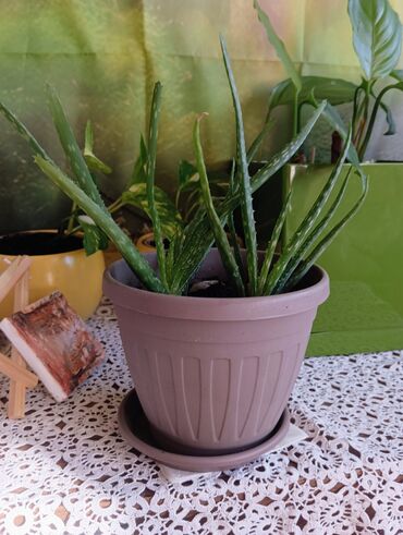 Aloja: Aloja u saksiji prečnika 15cm - 300 din Aloja u saksiji prečnika 19cm — 1