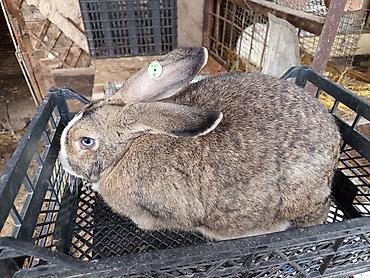 Кролики: Продаю | Крольчиха (самка), Крольчата — 10
