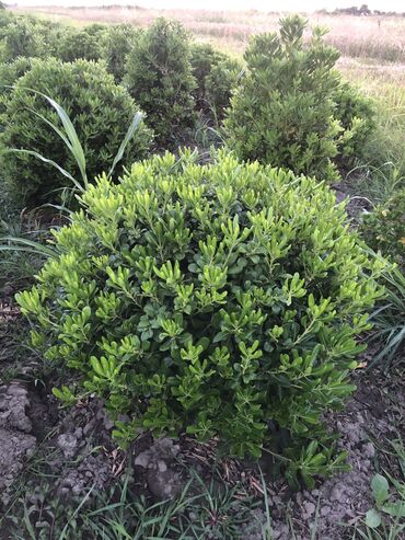 Şitillər: Dekartiv və meyvə ağacları istenilen sayda ve istenilen növde var — 22