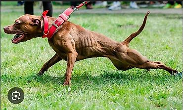 Вязка собак: Вязка: Американский булли, Самец, 1 год, С прививкой, С родословной — 6