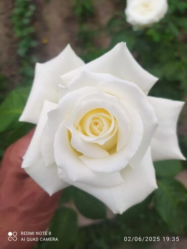 Şitillər: Məhsul: Gül kolları – müxtəlif növ güllər Təsvir: - Seçmə dekorativ — 7