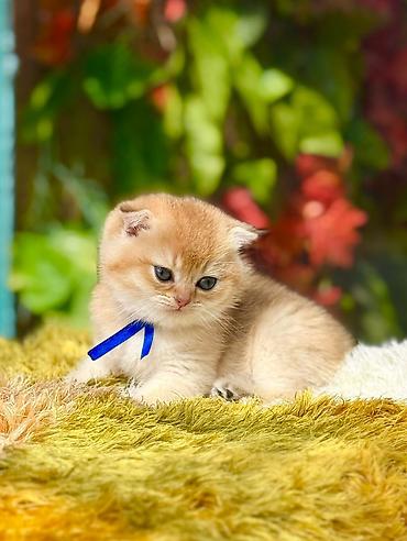 Кошки: Шотландская вислоухая — 8