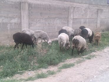 Бараны, овцы: Продаю | Овца (самка), Ягненок, Баран (самец) | Гиссарская, Полукровка, Меринос | На забой, Для разведения | Племенные, Кастрированные, Осеменитель — 5