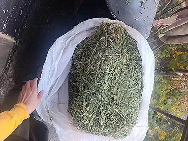 ящик пластиковые: Продаю Сено"Клевер" очень хороший за 400 сом ! Срочно ! В течение дня — 1