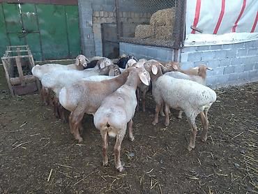 Продам с/х животных: Продаю | Баран (самец) | На забой, Для разведения — 3