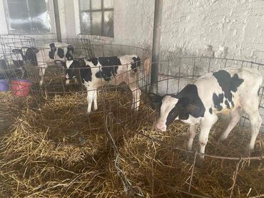 продаю музоо торпок корова самка бык самец айрширская ангус алатауская на забой для разведения на откорм племенные нетель привязанные: Бычки телята Ангус сементел герефорд голштин белоголовые лимузин