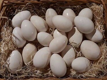 яйцо в Кыргызстан | МОЛОЧНЫЕ ПРОДУКТЫ И ЯЙЦА: Гусиные яйцо продается