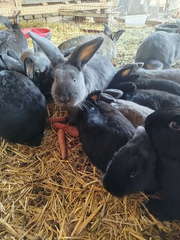 купить клетку для декоративного кролика: Продаю кроликов цена договорная