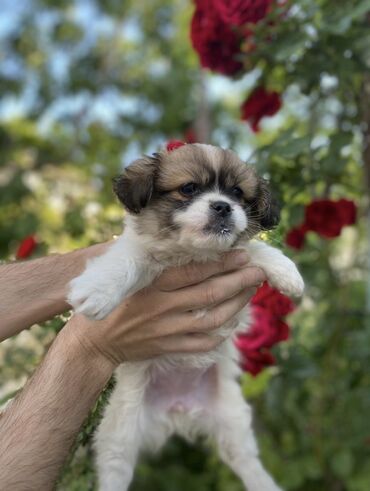xaski itleri haqqinda melumat: Pekines, 2 ay, Dişi, Ödənişli çatdırılma, Pulsuz çatdırılma, Ünvandan götürmə