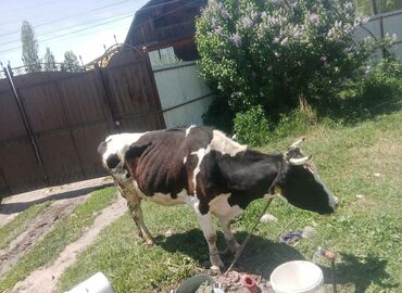 продаю корову с теленком: Продаю | Корова (самка), Музоо, торпок | Для молока