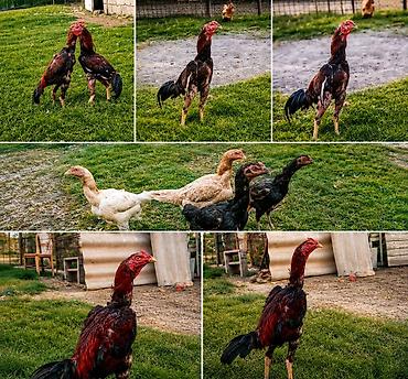 ucuz toyuq satisi: Məhsul: Yerli fermadan uzunboynuzlu döyüş tipli toyuq cinsi – — 4