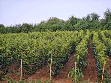 o farmerice: Prodaja Sadnica Voća - Kvalitetne Sadnice za Vaš Voćnjak! Tražite