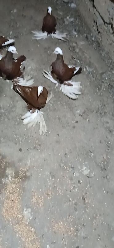 qaz ve ordek satisi: 1 ededi 40 manat 16 eded goyercindi temiz qan celilabad rayonu alar — 1