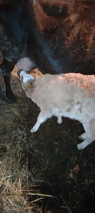 balaları: Dişi, il: 4, 9 kq, Südlük