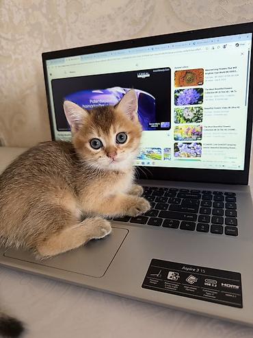 ragdoll pisik: Qızıl şinşilla — 4