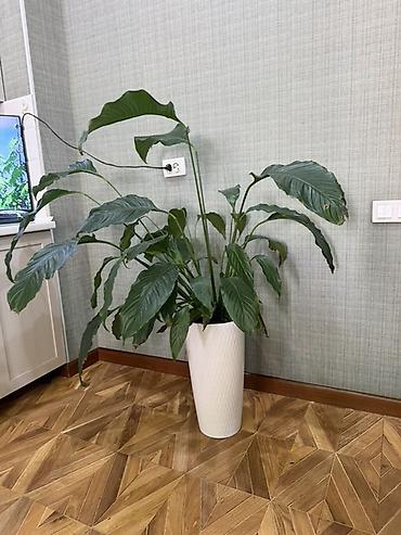 спатифиллум сенсация: Крупный комнатный цветок спатифиллум (Spathiphyllum) в высоком — 1