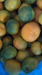 ysl ayakkabı qiymeti: Mandaren 1 kq 2 azn