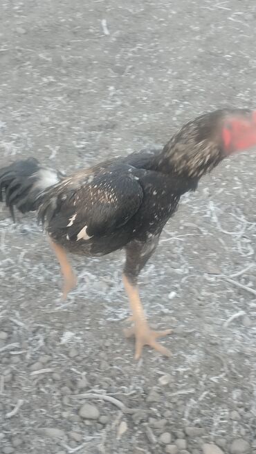 Куры, петухи: Продаю | Петух | Бойцовая | Для разведения — 6