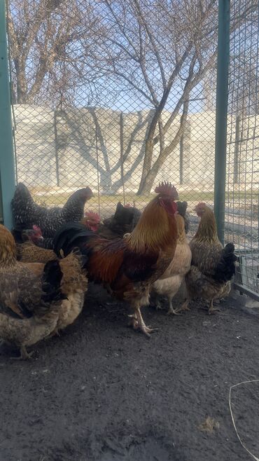 беде прес сатылат: Продается несушки семейка прошлогодние цыплята 🐤 можно для