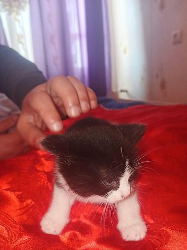 Pişiklər: Yaxşı əllərə — 10