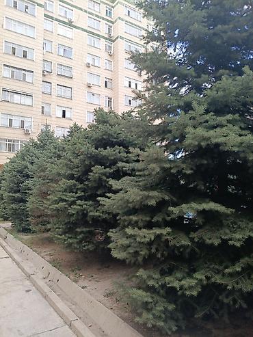 ещё квартиру: 4 комнаты, 110 м², Элитка, 7 этаж, Евроремонт — 7
