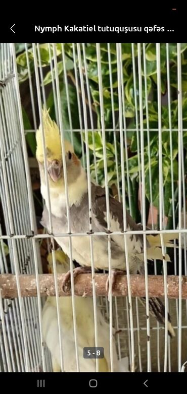 аксессуары для клетки попугая: Nymph quşları (Cockatiel) – müxtəlif rənglərdə salam bidənə erkey