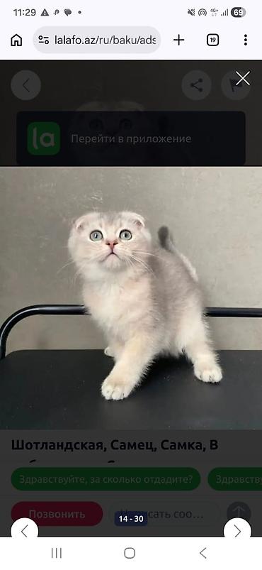 Pişiklər: Şotland — 2