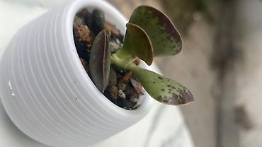 Кактусы: В наличии ❗️‼️ Самые необычные цветы😍как будто с другой планеты 🪐 — 13