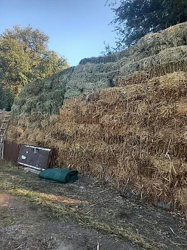 дробилка для сены: 855-857 тюков сена 

Адрес Село учкун — 1