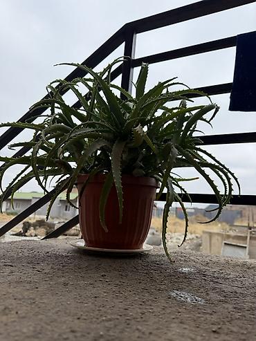 Алоэ: Срочно Продается Лечебная Алоэ (Aloe) в горшке 5-6 лет Прошу 2000 — 2