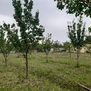 Torpaq sahələrinin satışı: 21 sot, Biznes üçün, Mülkiyyətçi, Kupça (Çıxarış), Bələdiyyə