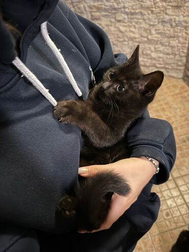 Продажа кошек: 🐾 Отдам котят в добрые руки! 🐾 У нас есть 4 невероятно ласковых