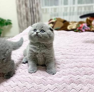 Pişiklər: Britan — 1