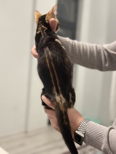 Pişiklər: Benqal — 9