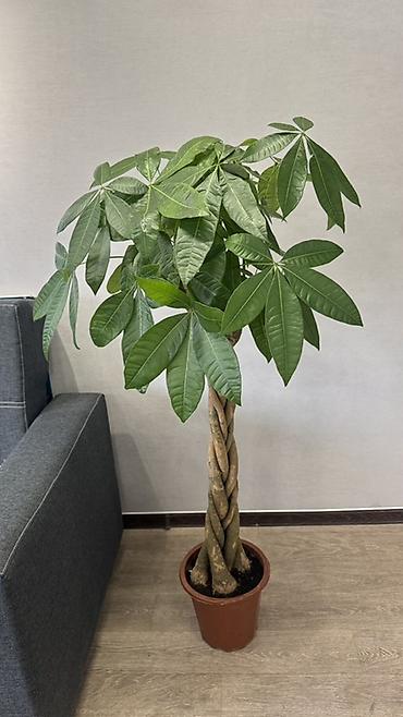 Другие комнатные растения: Комнатные растения в горшках-декоративнолиственные и цветущие виды. В — 15