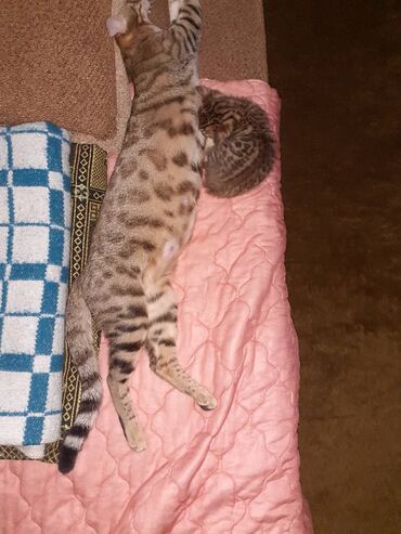 Продажа кошек: Бенгальская, 1 месяц, Мальчик, Черепаховый, Приучена к лотку — 6