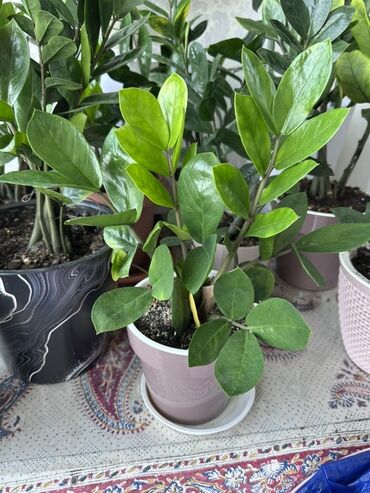 Замиокулькас (Долларовое дерево): Замиокулькас, также известный как долларовое дерево, представлен в — 2