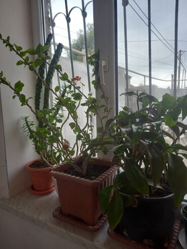 Otaq bitkiləri: İç məkan üçün canlı dekorativ güllər və sukulentlər - Amaryllis — 5