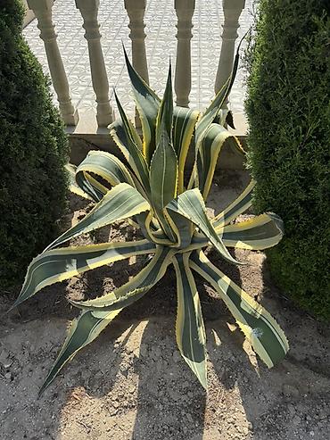 tikanlı bitkilər: Agave americana ‘Variegata’ – dekorativ sukulent - Növ: Agave — 2