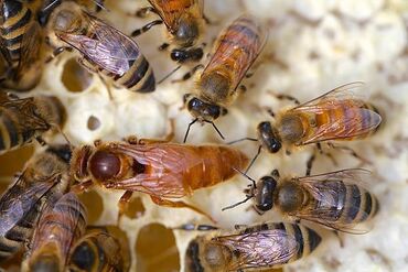 Arılar: -Salam, 2024 ün "Karnika" və "Bakvast" ana arıları və arı ailələri